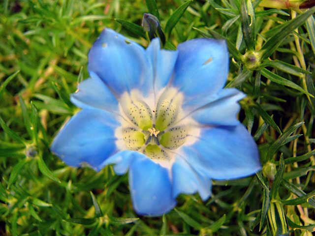 Gentiana sino-ornata 'Alex Duguid' blomst